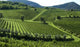 Italian Vineyards 6 Wall Decal