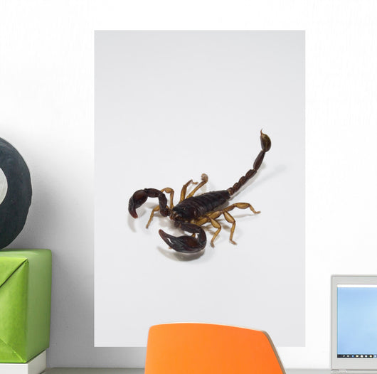 Scorpione Wall Decal