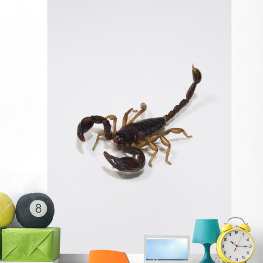 Scorpione Wall Decal