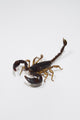 Scorpione Wall Decal