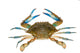 Blue crab isolated on white background Wall Decal