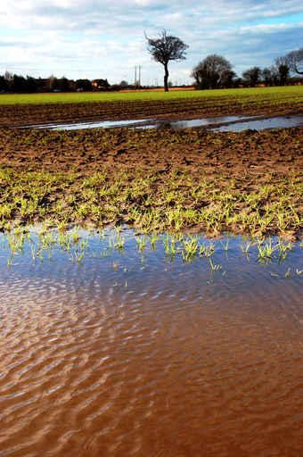 Flooded Field Wall Decal