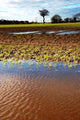 Flooded Field Wall Decal