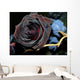 black rose Wall Mural