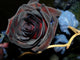 black rose Wall Mural
