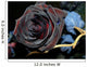 black rose Wall Mural
