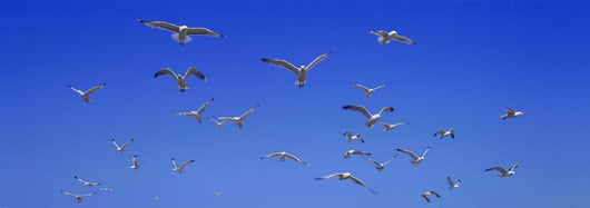 Group Birds Wall Decal Design 1