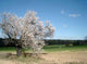 Spring Wall Decal Design 1