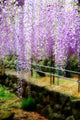 Draping Wisteria Flowers Wall Mural