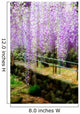 Draping Wisteria Flowers Wall Mural