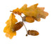 Beautiful Autumnal Oak Leaves Wall Decal