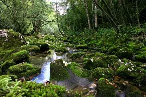 Forest Stream Wall Decal Design 2