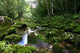 Forest Stream Wall Decal Design 2