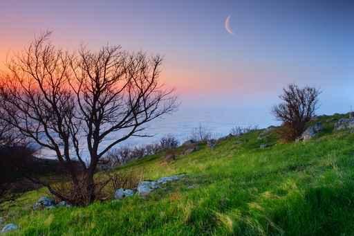 Nature Wall Decal Design 1