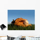 Baseball Glove With Ball Wall Mural