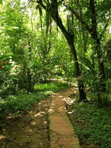 Path Chiapas Wall Decal