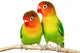 Pair of lovebirds Wall Decal