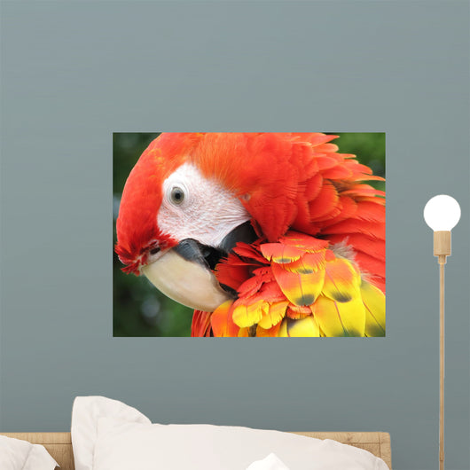 Portrait Scarlet Macaw Wall Mural