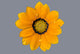 Yellow flower after a rain, drops on petals Wall Mural
