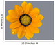 Yellow flower after a rain, drops on petals Wall Mural