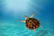 Hawks Bill Sea Turtle Wall Decal