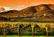 Rows Grape Vines Vineyard Wall Decal