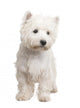 West Highland White Terrier 8 Months Wall Decal