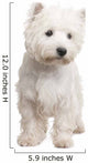 West Highland White Terrier 8 Months Wall Decal