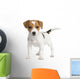 Puppy Jack Russell 7 Weeks Wall Decal
