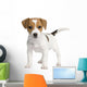 Puppy Jack Russell 7 Weeks Wall Decal