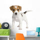 Puppy Jack Russell 7 Weeks Wall Decal