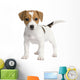 Puppy Jack Russell 7 Weeks Wall Decal