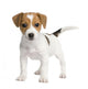 Puppy Jack Russell 7 Weeks Wall Decal