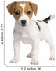 Puppy Jack Russell 7 Weeks Wall Decal