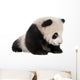 Giant Panda 6 Months Wall Decal