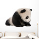 Giant Panda 6 Months Wall Decal
