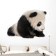 Giant Panda 6 Months Wall Decal