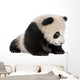 Giant Panda 6 Months Wall Decal