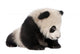 Giant Panda 6 Months Wall Decal