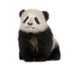 Giant Panda Wall Decal