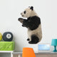 Giant Panda 18 Months - Ailuropoda Melanoleuca Wall Decal