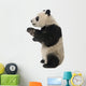 Giant Panda 18 Months - Ailuropoda Melanoleuca Wall Decal