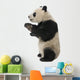 Giant Panda 18 Months - Ailuropoda Melanoleuca Wall Decal
