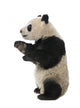 Giant Panda 18 Months - Ailuropoda Melanoleuca Wall Decal