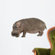 Photo Realistic Hippopotamus Wall Decal