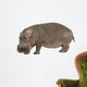 Photo Realistic Hippopotamus Wall Decal