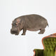 Photo Realistic Hippopotamus Wall Decal