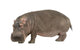 Photo Realistic Hippopotamus Wall Decal