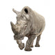 White Rhinoceros - Ceratotherium simum ( +/- 10 years) Wall Decal