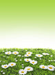 Meadow Wall Mural
